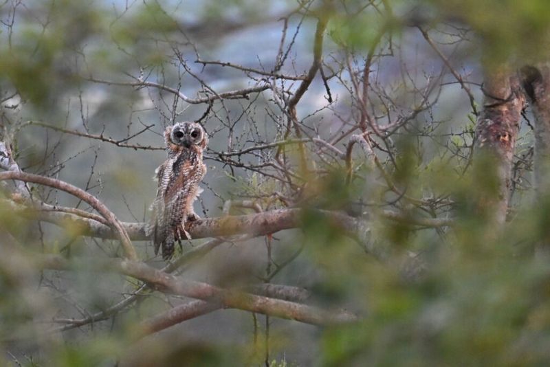 What an Owl Knows: The New Science of the World’s Most Enigmatic Birds