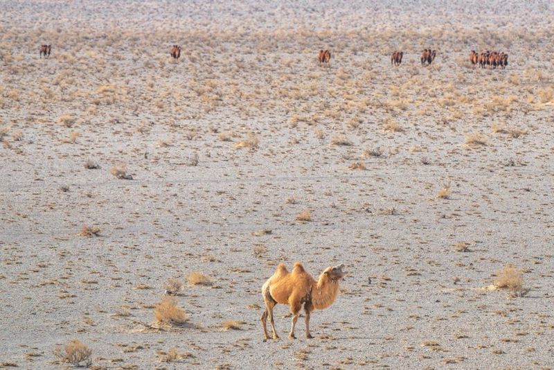 Survivors on the Edge: Saving the Endangered Wild Camel