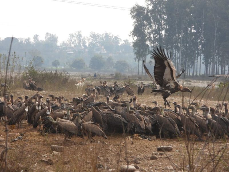 Sacred Scavengers: Community Beliefs and the Battle to Save Vultures