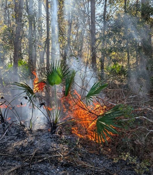 Carrying on after a crisis: Lessons from a small conservation nonprofit