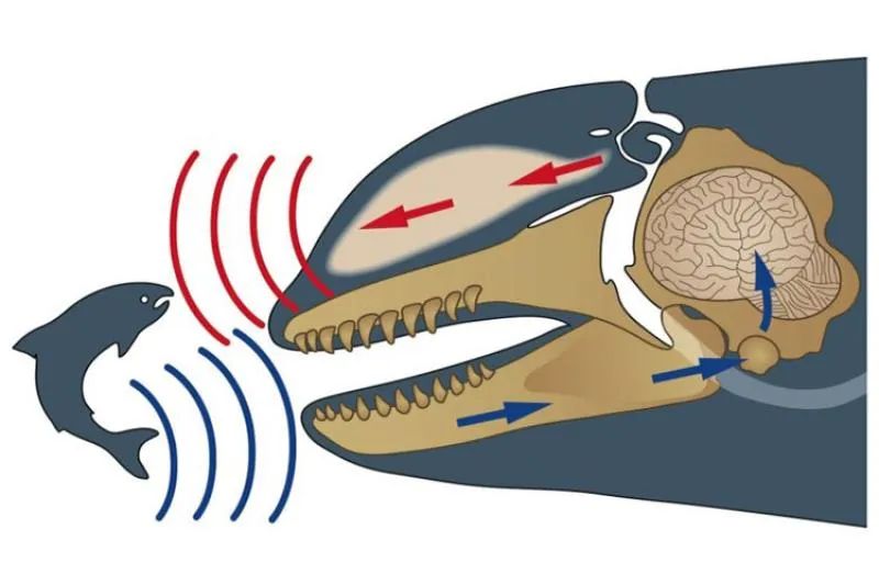 SOUNDSCAPES OF THE SEA: Bioacoustics for marine conservation