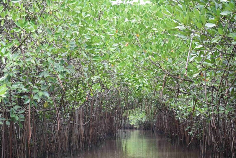 Tales from Pichavaram: Life Among Tangled Roots and Tides