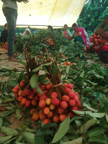 Litchis for Luchi