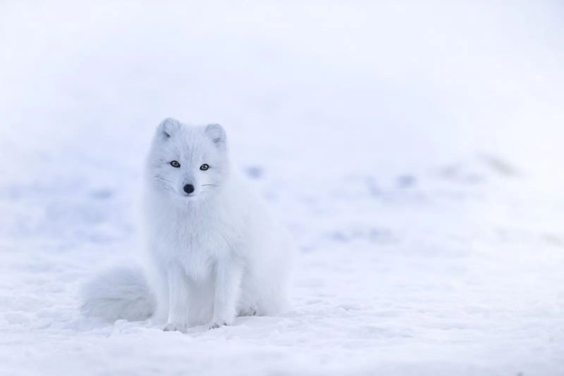 A Snowflake in the White