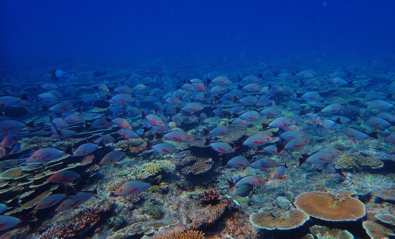 Global tipping points and the future of coral reefs: Insights from the Andaman Islands