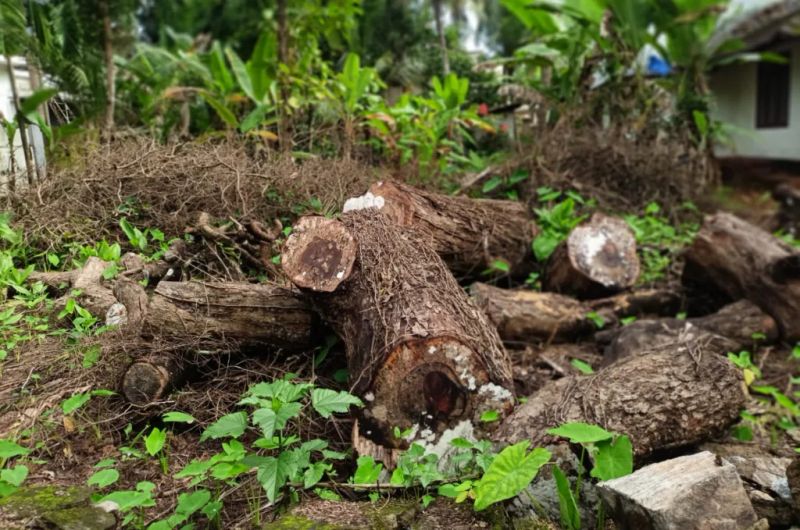 പുളിമരങ്ങൾ കടപുഴകുമ്പോൾ വെള്ളംകൊണ്ട് മുറിവേൽക്കാൻ പോവുന്നവരെ ഓർക്കാം