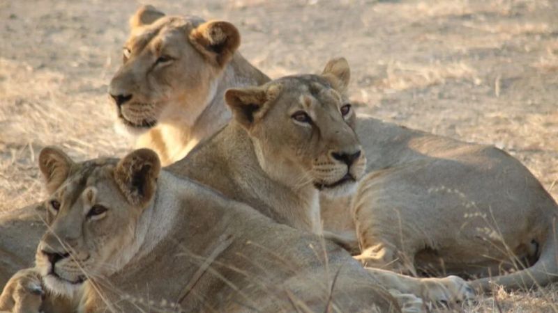 Asiatic Lions See Remarkable 70% Rise in a Decade