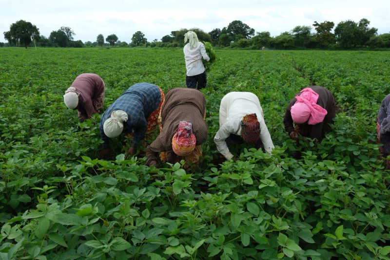 Beyond recognition, the way forward for Maharashtra’s women farmers