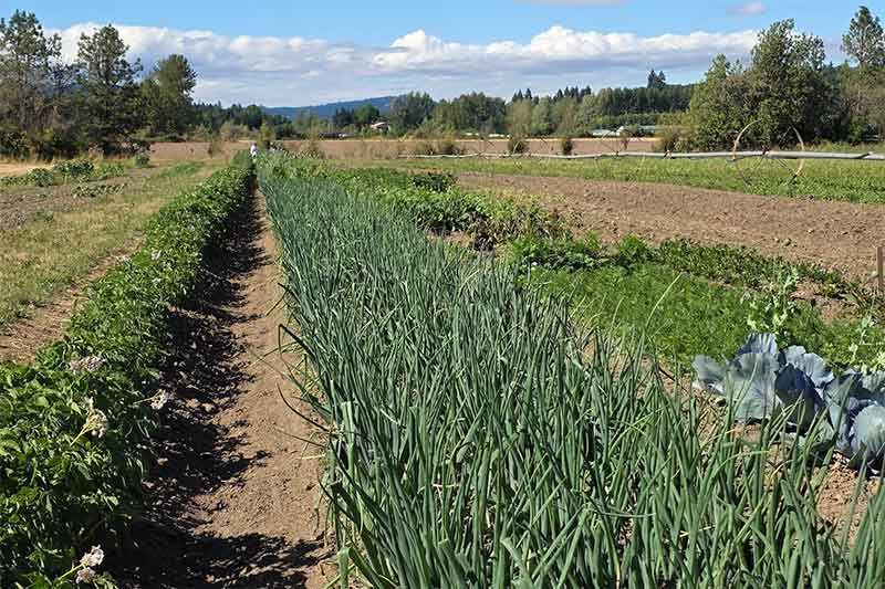We started a farming club. Why you should start one too