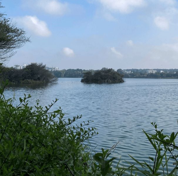 Bengaluru lakes are changing, and birds are paying the price