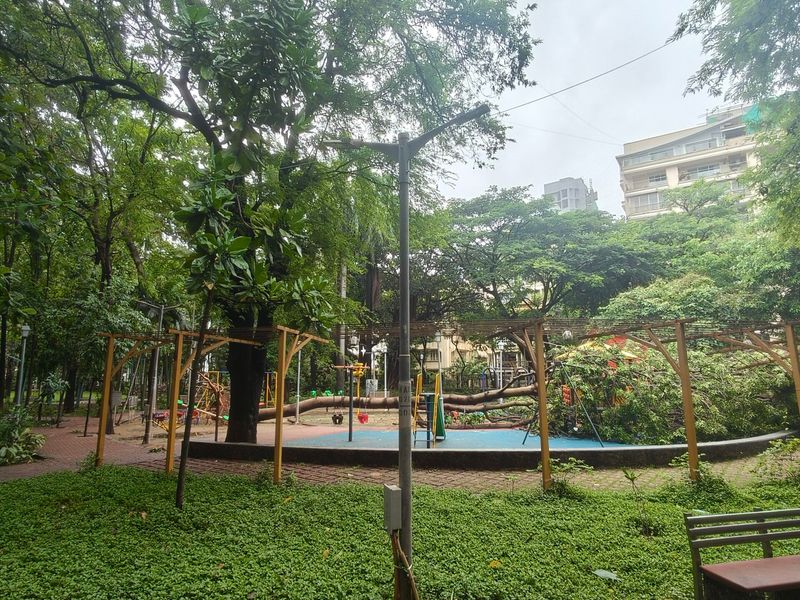 Beyond rains: Why Mumbai trees are falling and what needs to change