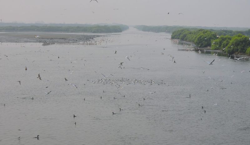 Flawed EIA, lost livelihoods and flood risk: What the Mamallan project destroys in Nemmeli