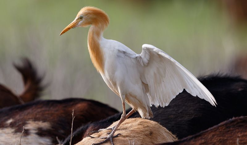 Why concrete lakes are pushing away Bengaluru’s waterbirds