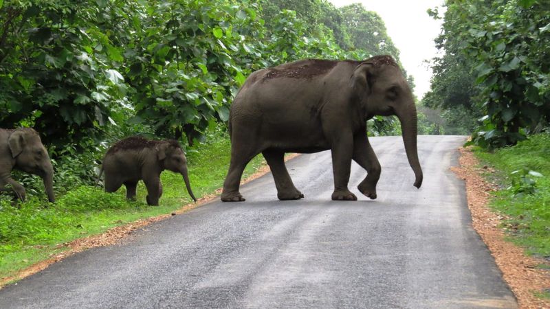The ecological burden: Bidadi township debate highlights growing threat to wildlife movement