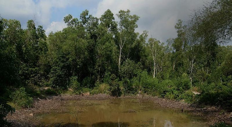 വനവൽക്കരണ ഫണ്ട് തട്ടിപ്പ്: അദാനി നൽകിയ കോടികൾ എവിടെപ്പോയി?