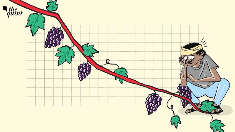 ‘Harvest Won’t Survive’: Climate Chaos Threatens Grapes in India’s Wine Capital