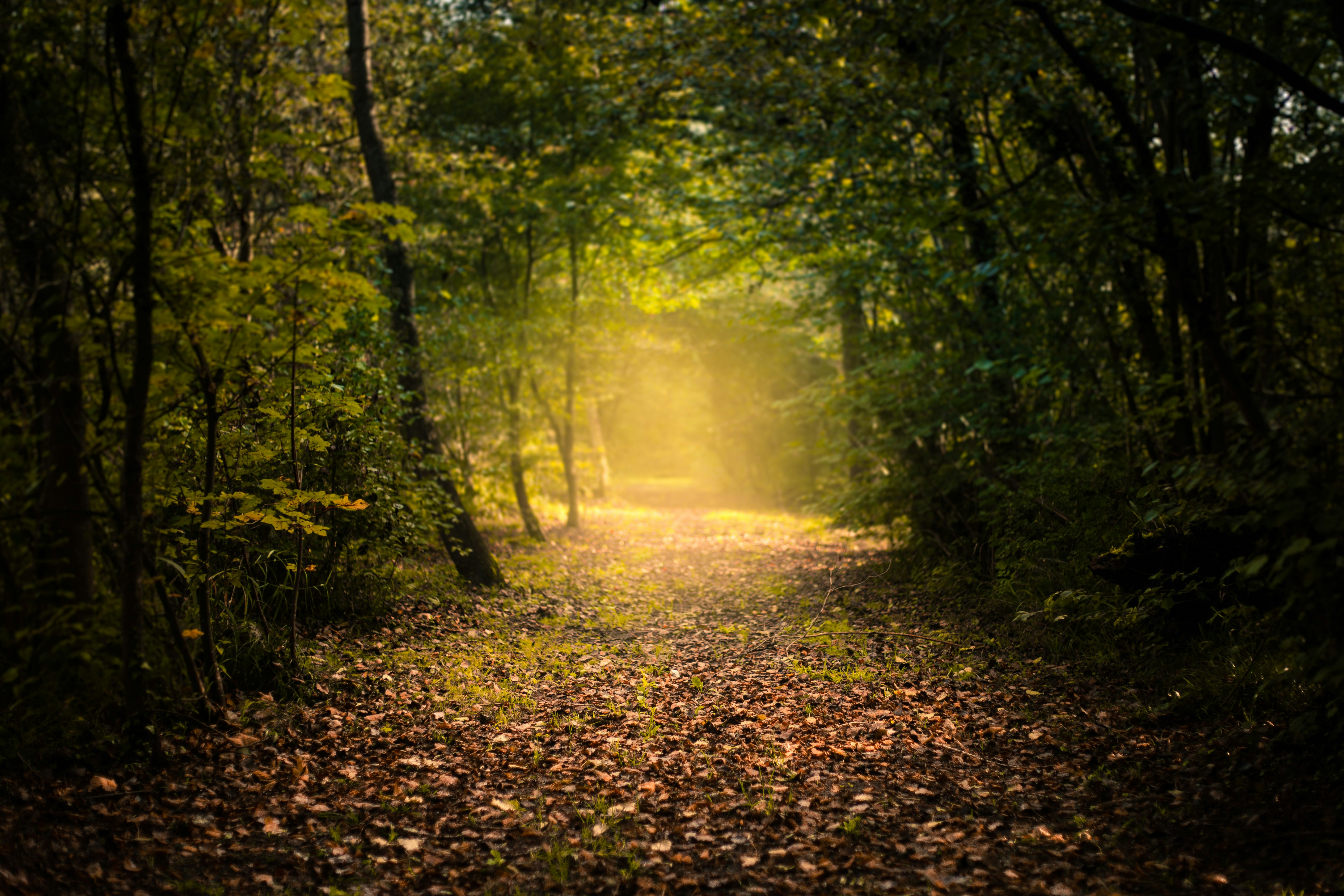 The Noble Path