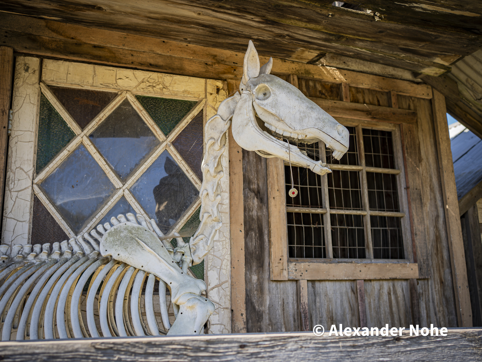 Horse skeleton displayed against rustic building