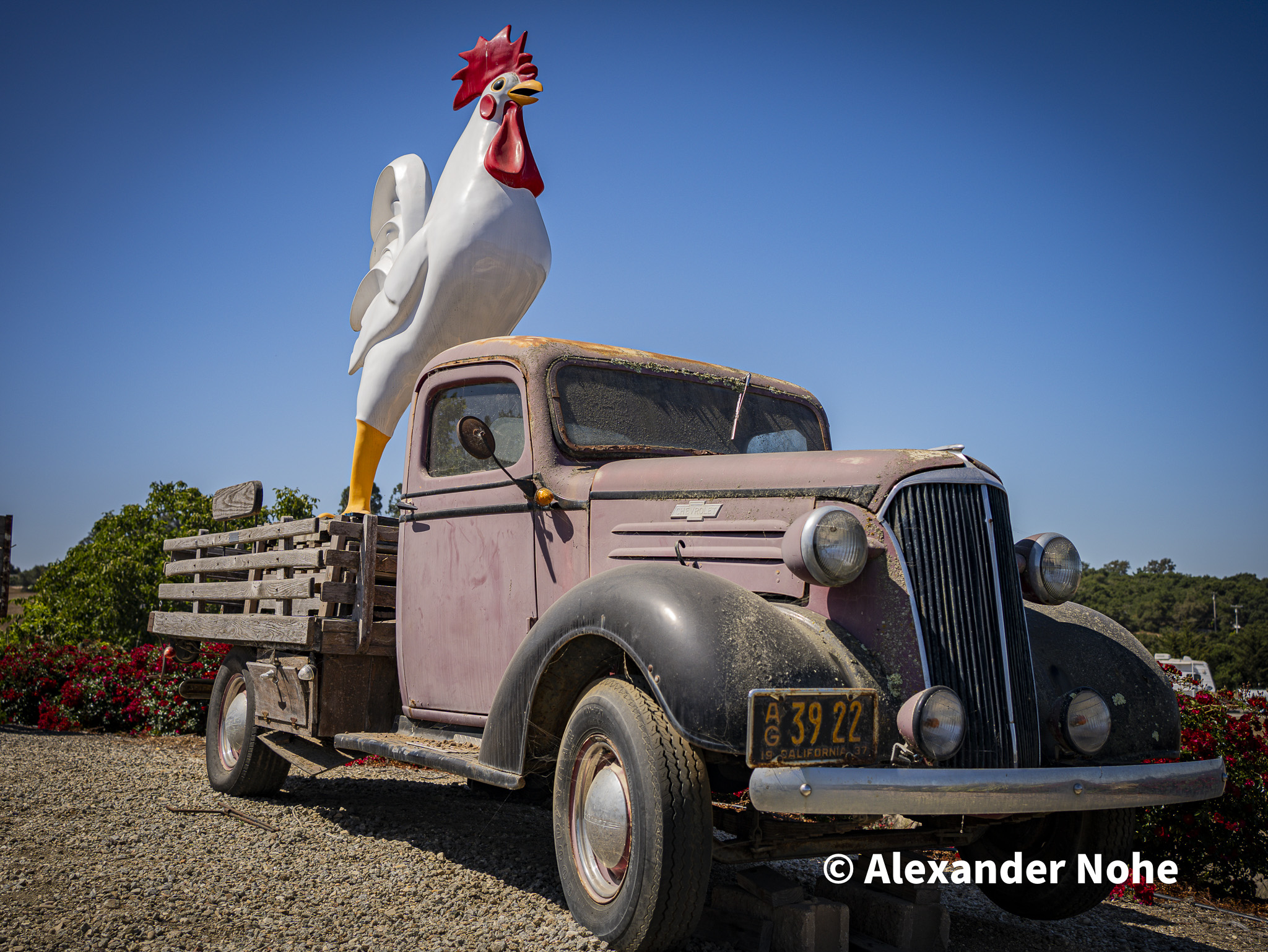 A logic decorative rooster statue in a classic truck bed