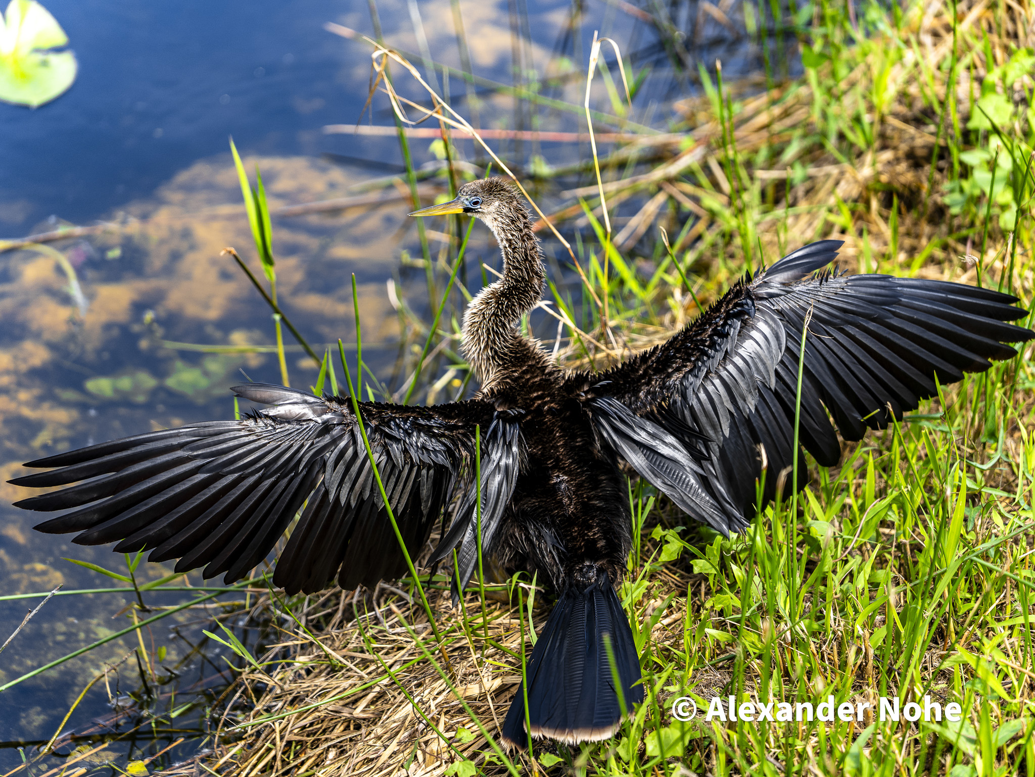 My photos from a trip to the Everglades in February 2025.