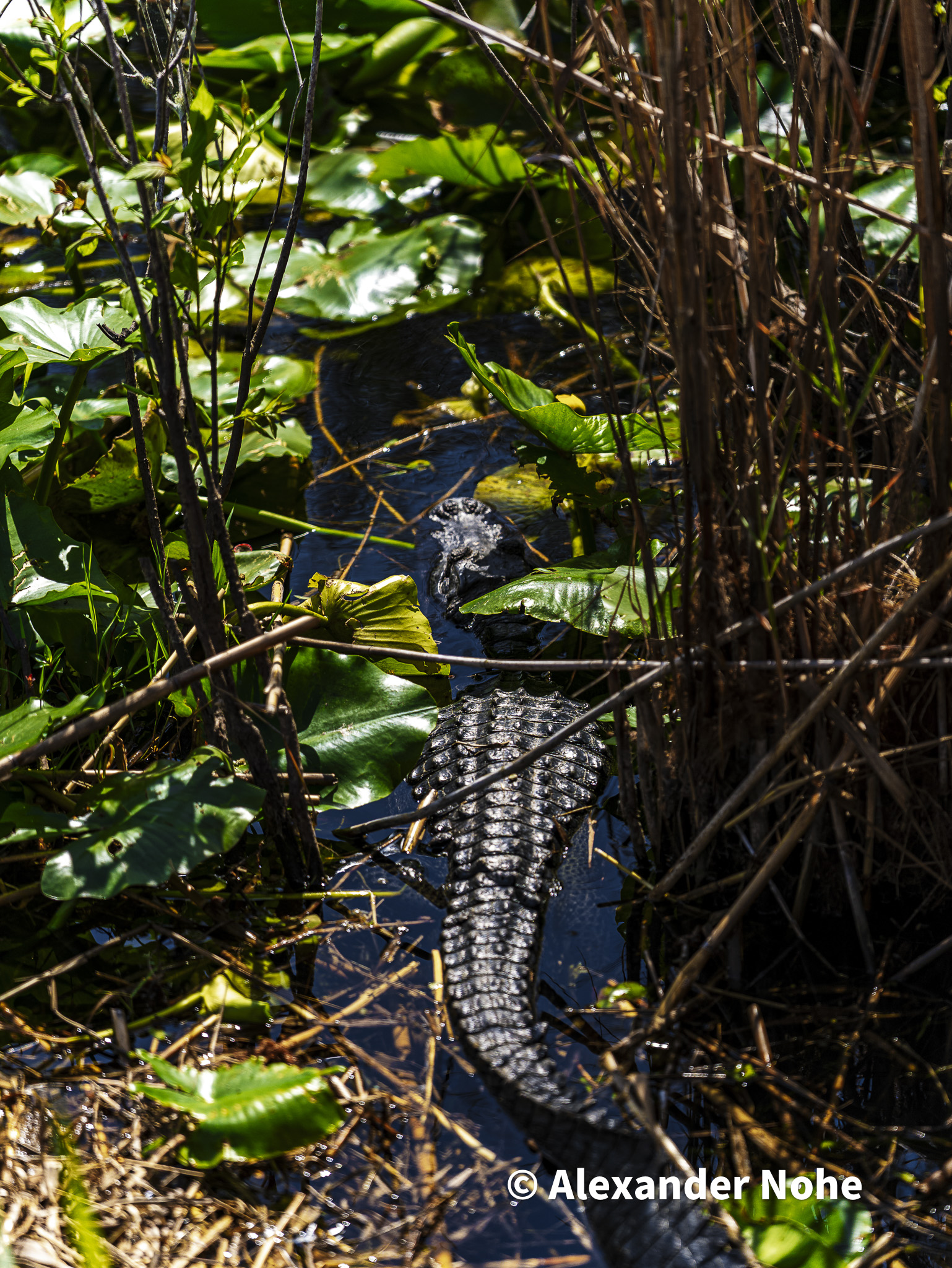 An alligator partially submerged surrounded by lily pads