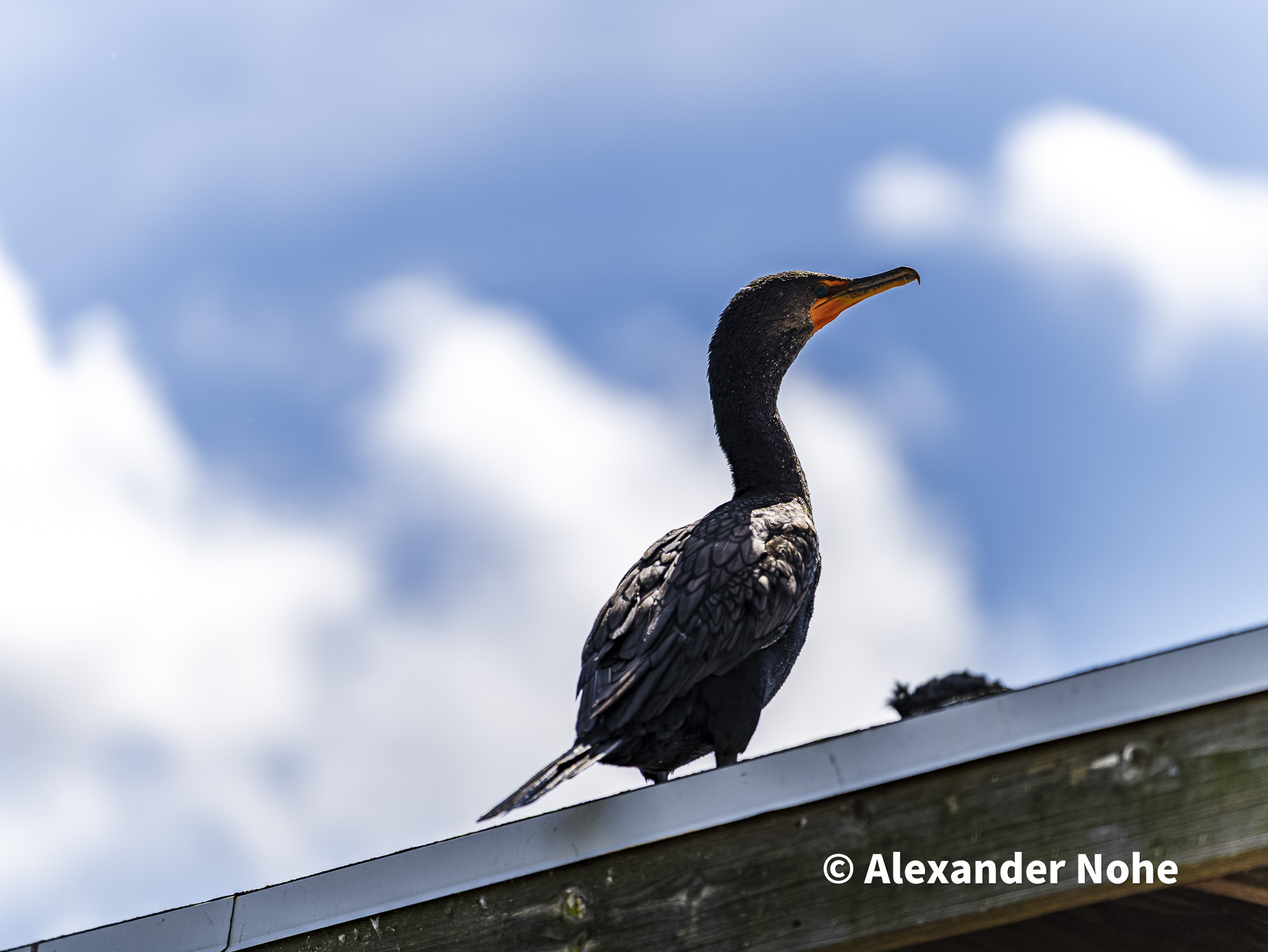 A Double-crested Cormorant perched on a wooden railing against a blue sky