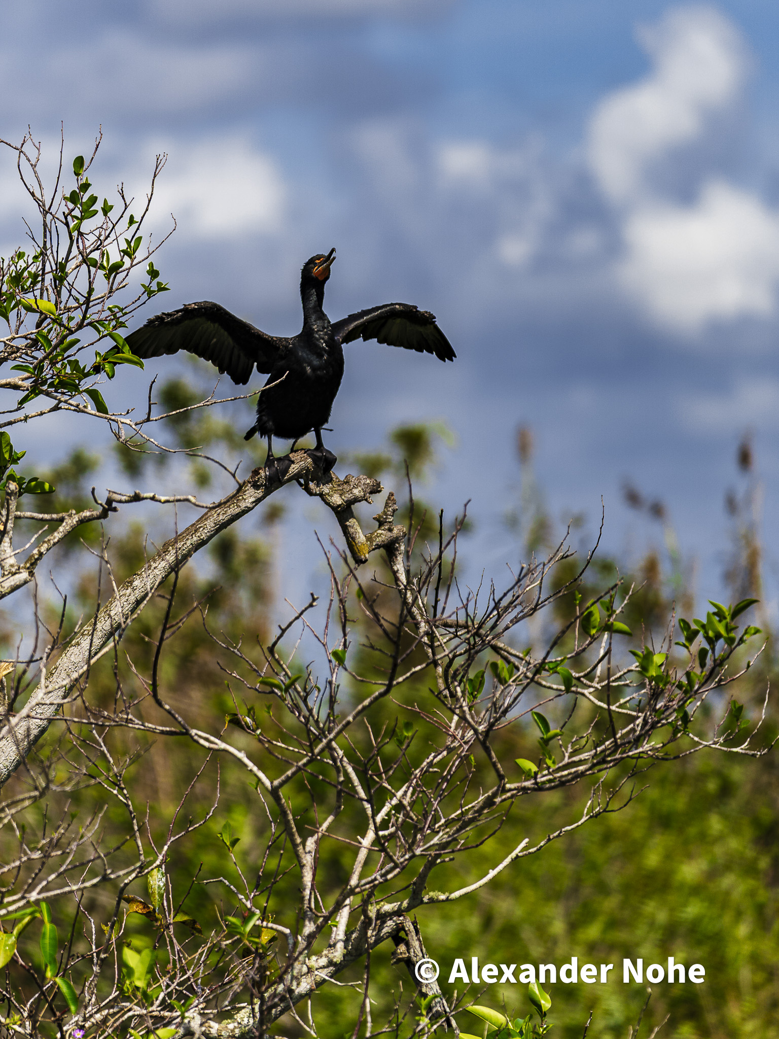 A Double-crested Cormorant with wings spread perched on a bare branch