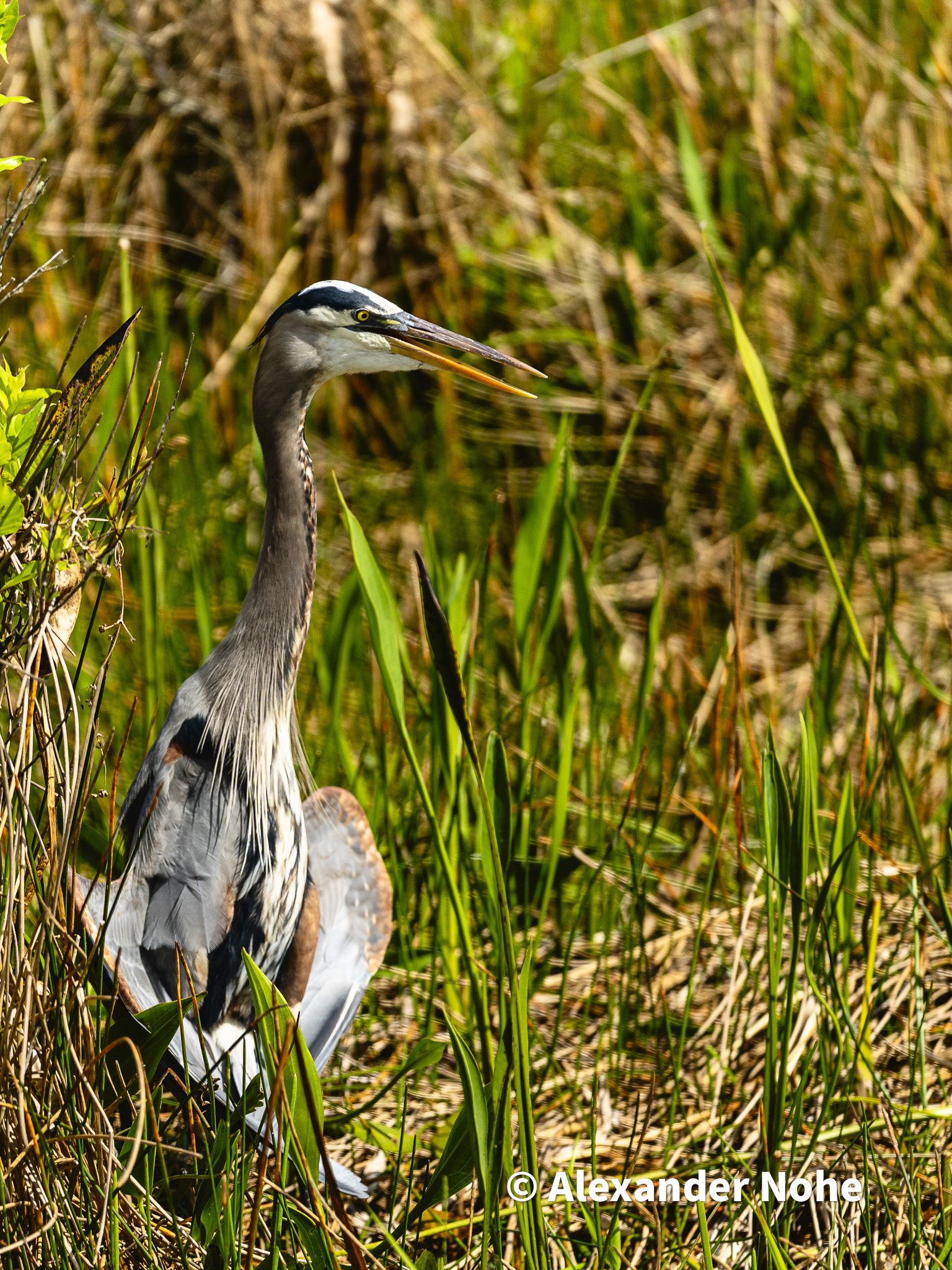 A Great Blue Heron standing alert amongst marsh plants