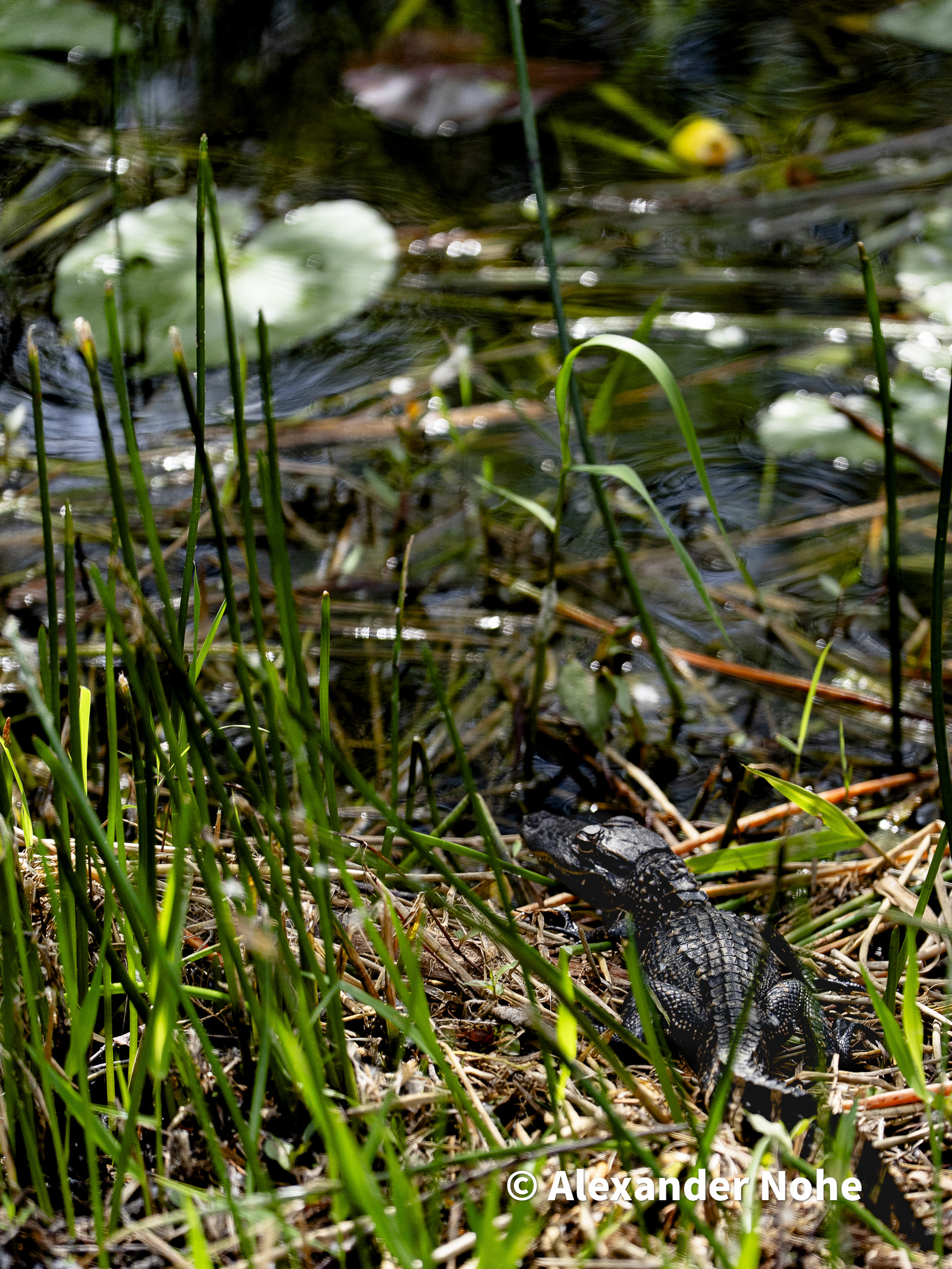 A juvenile alligator camouflaged among green reeds in shallow water