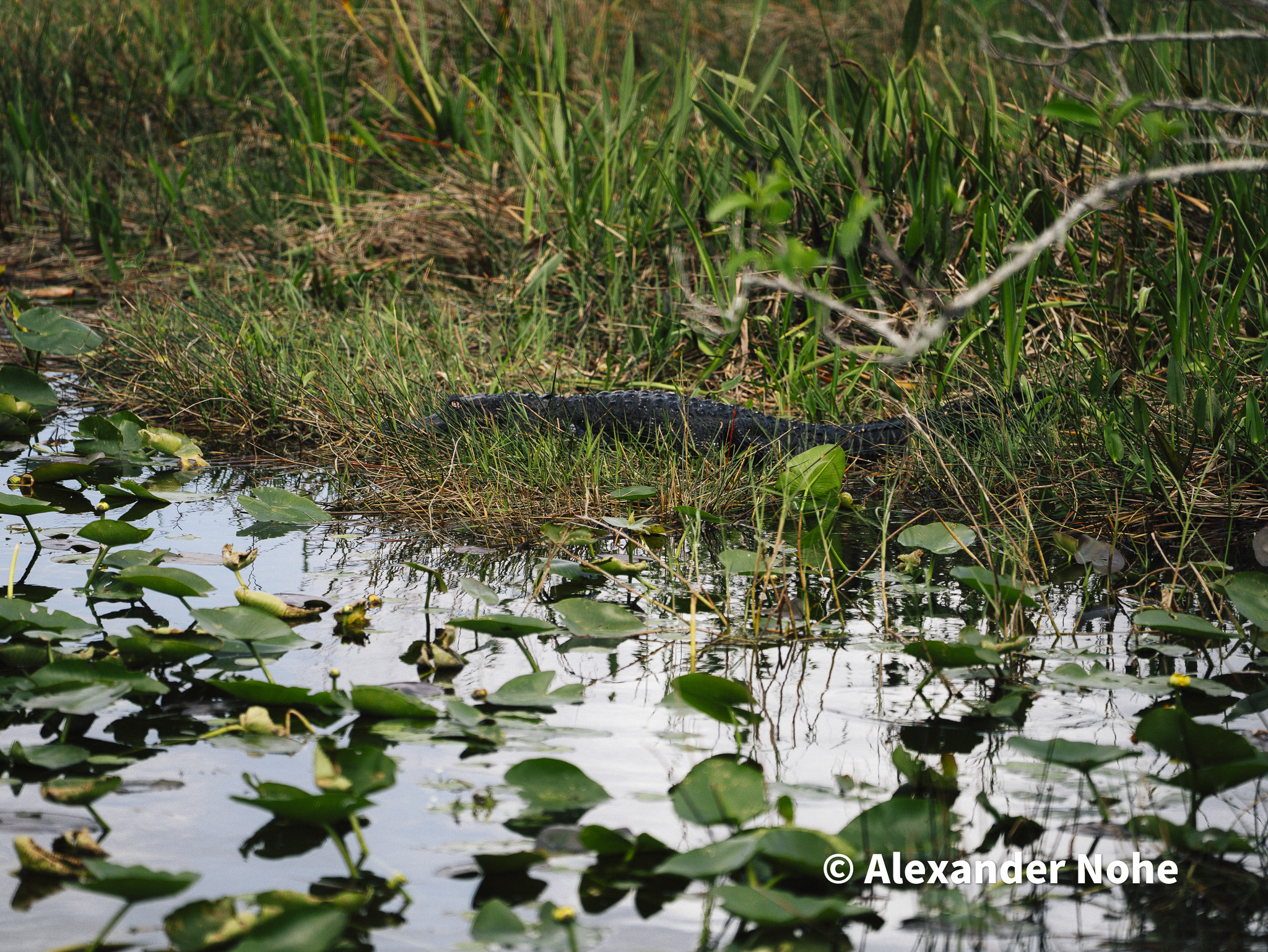 A large alligator partially hidden in tall grass along the bank