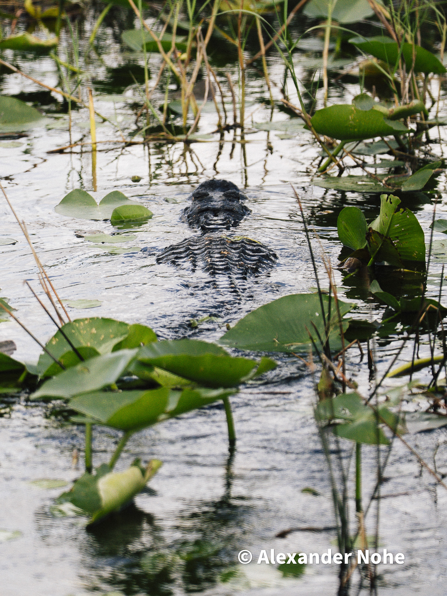An alligator swimming through lily pads with textured back visible