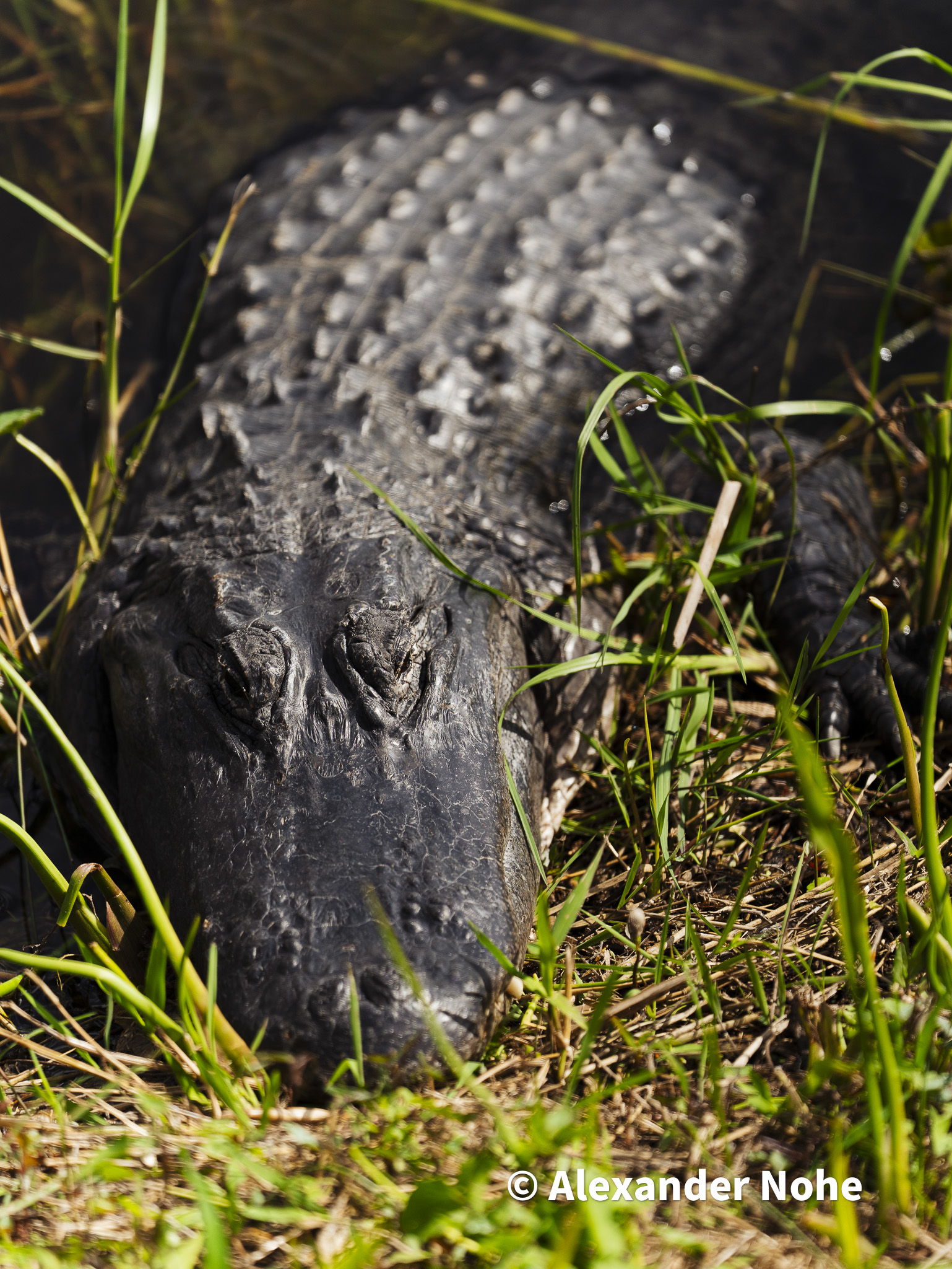Close-up of an alligator's head and scaly back on a muddy bank