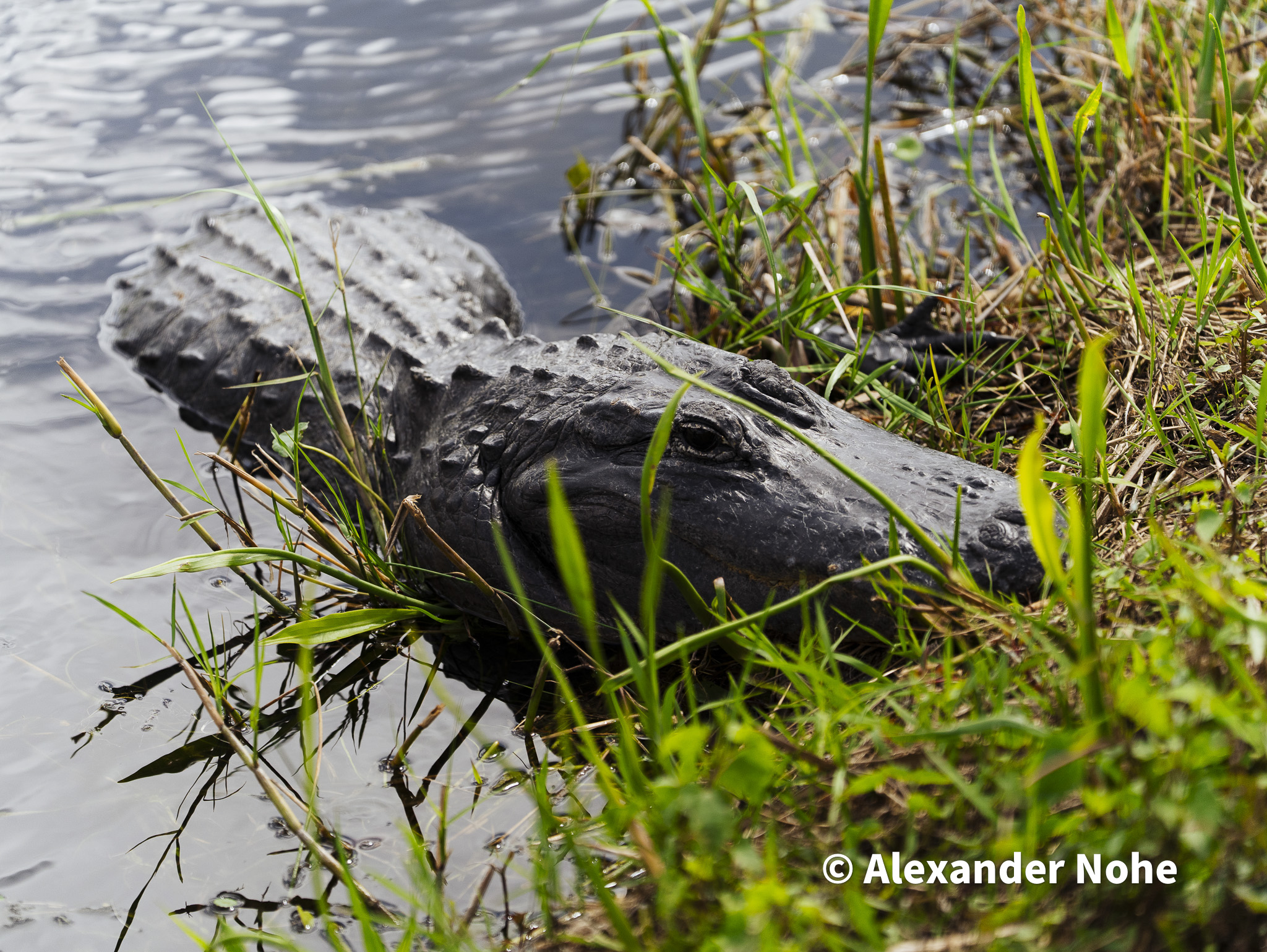 A large alligator lying on a grassy bank next to water