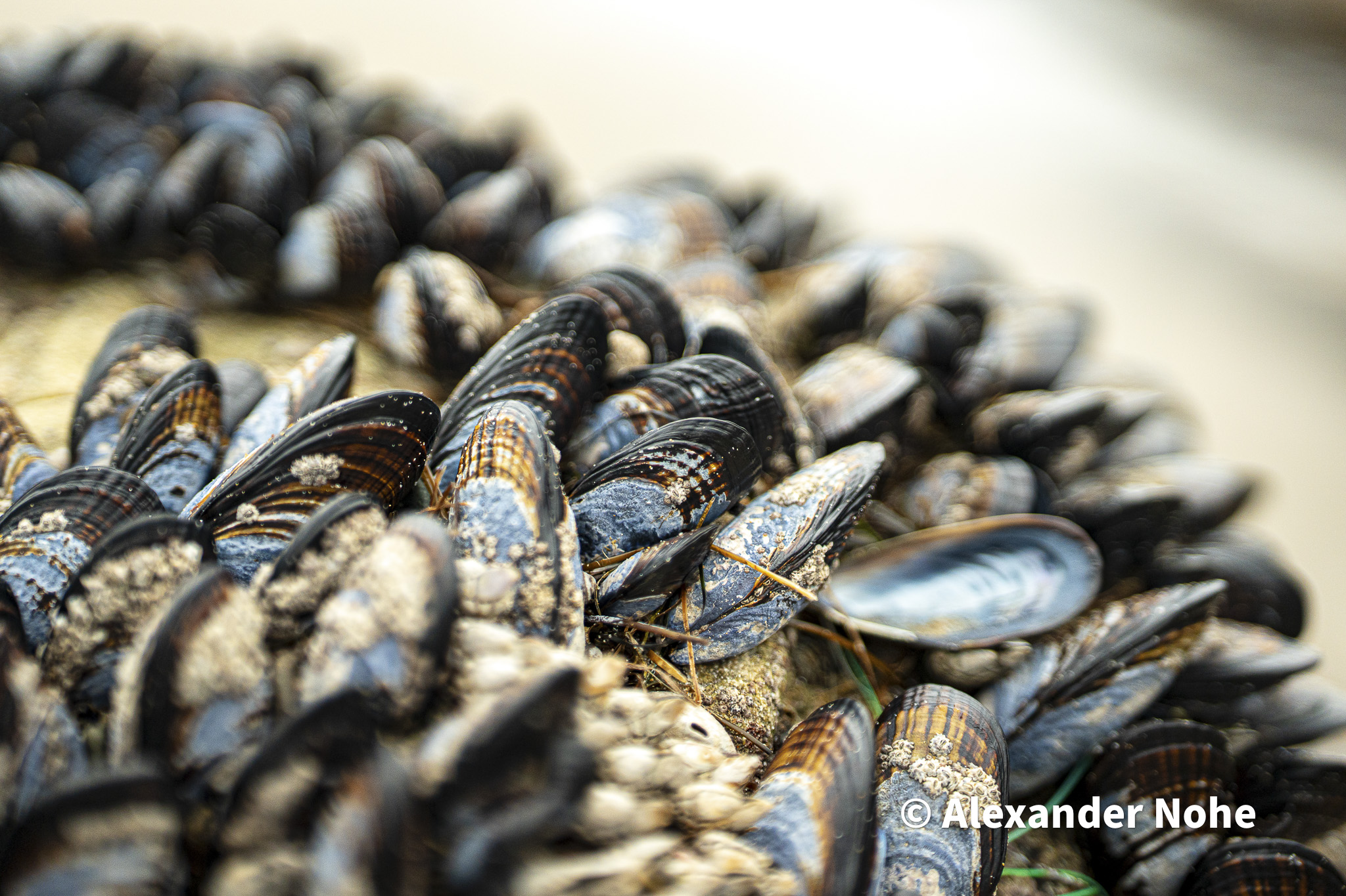 Close-up of blue mussels and barnacles on a wet coastal rock