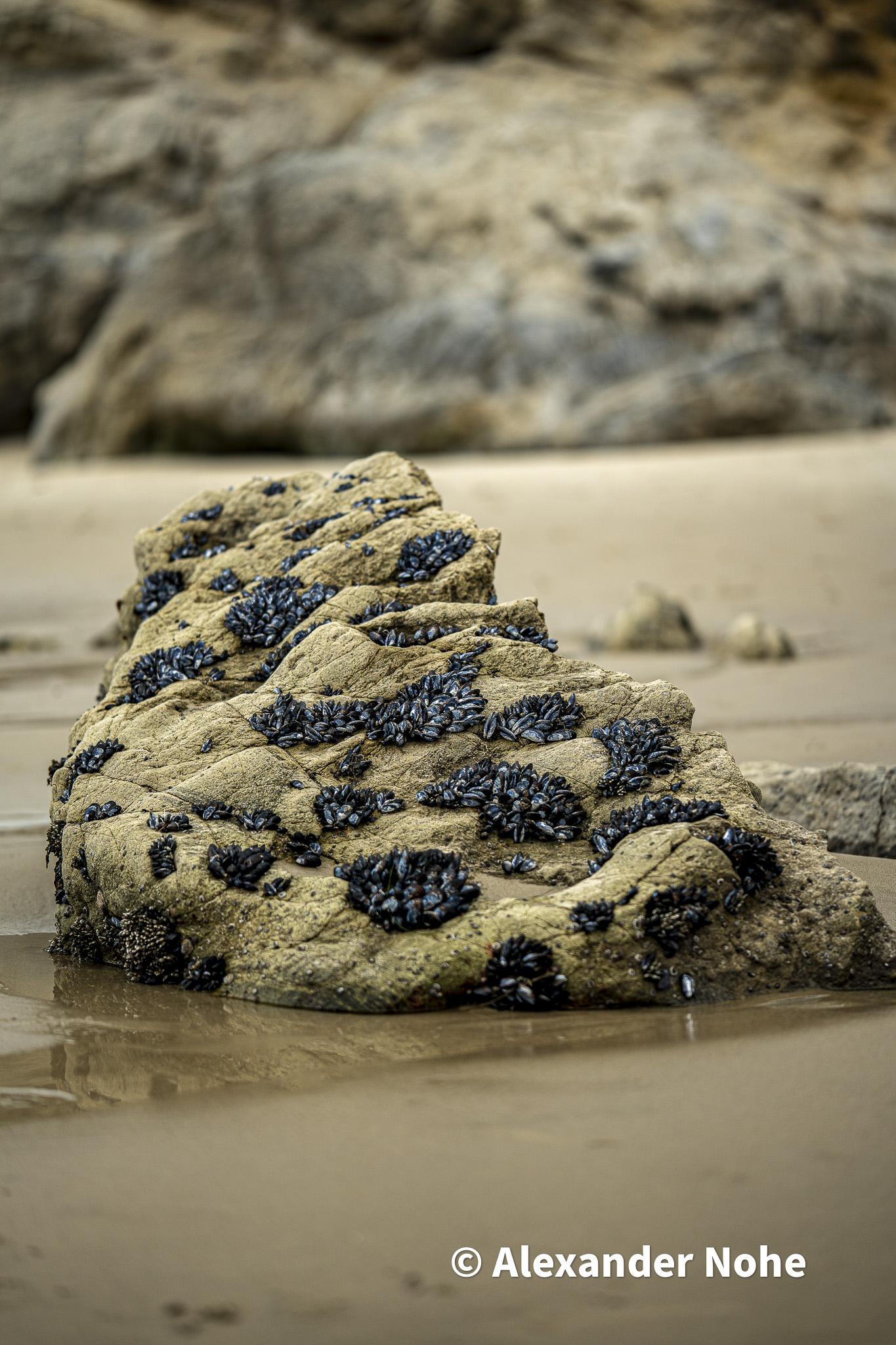 A rock on a sandy beach encrusted with blue mussels