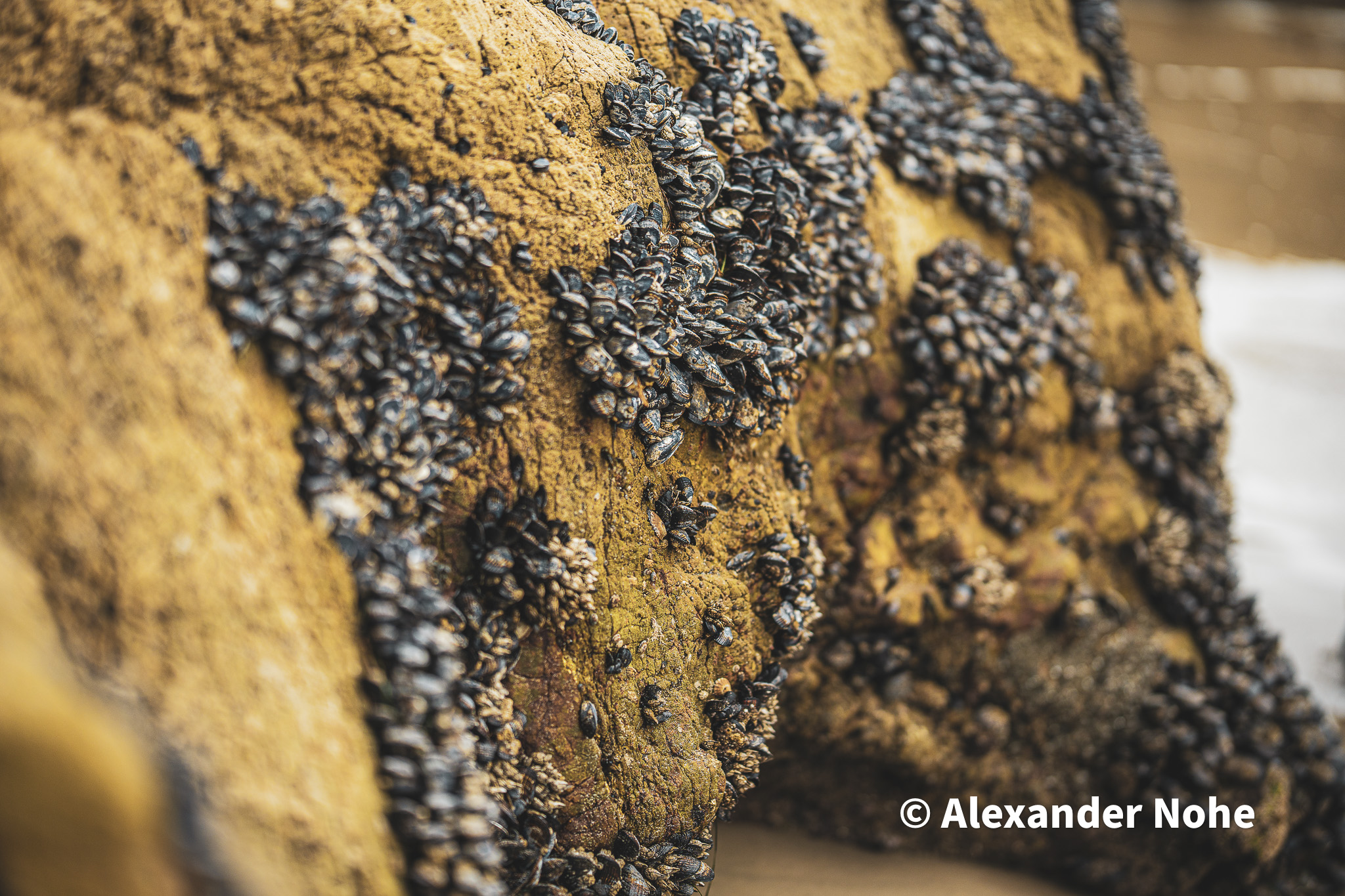 Macro view of mussels and barnacles on a textured orange rock