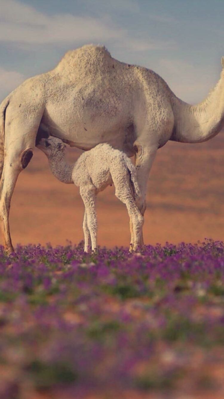 Abuaskr  - Digital nomad in Oman