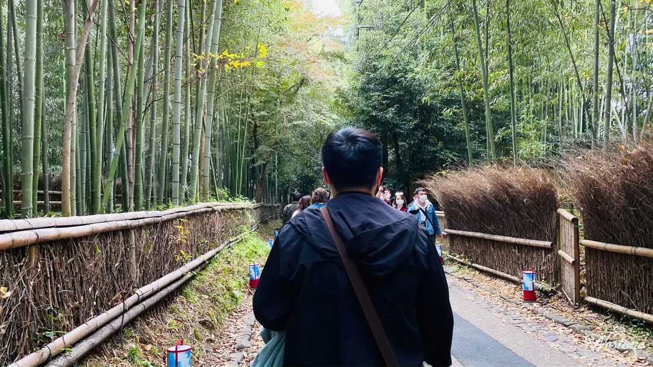 Rừng Tre Arashiyama