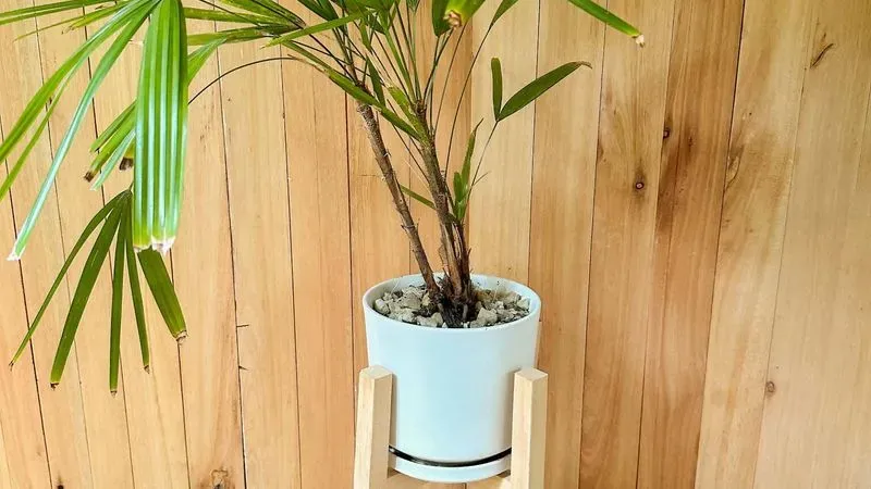 Alquiler de Planta Tipo Palmera - Para Decoración O Set De Fil...