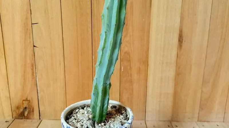 Alquiler de Planta Cactus Con Maceta De Cerámica Floreada