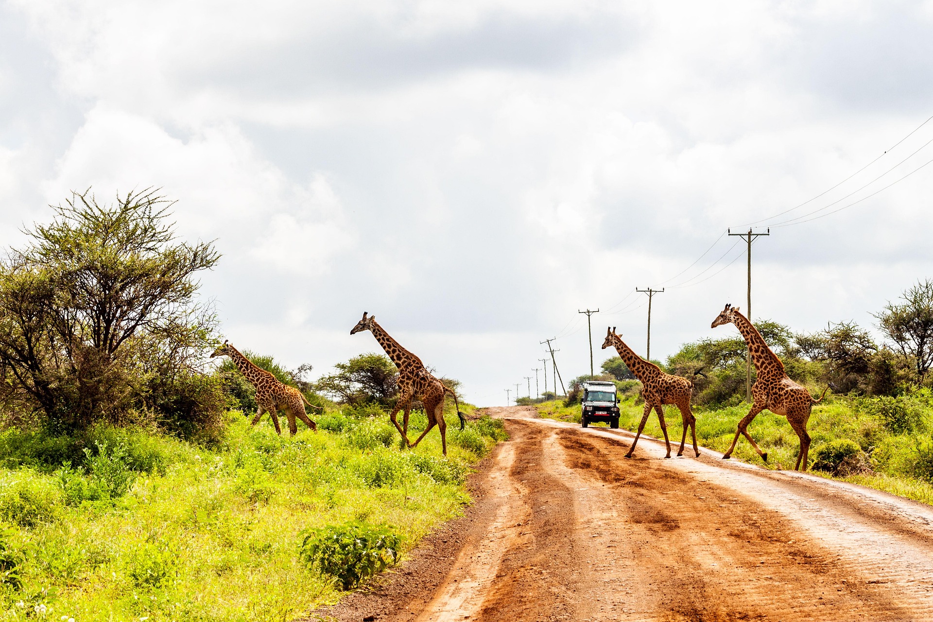 See Kilimanjaro from Amboseli — image 1