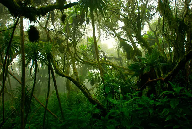 Pakistan Jungle & Adventure Explorers — image 1