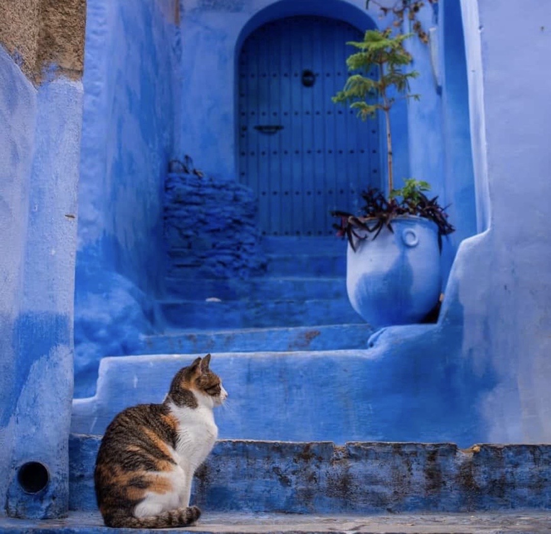 🐈 Respect the Local Cats — image 1