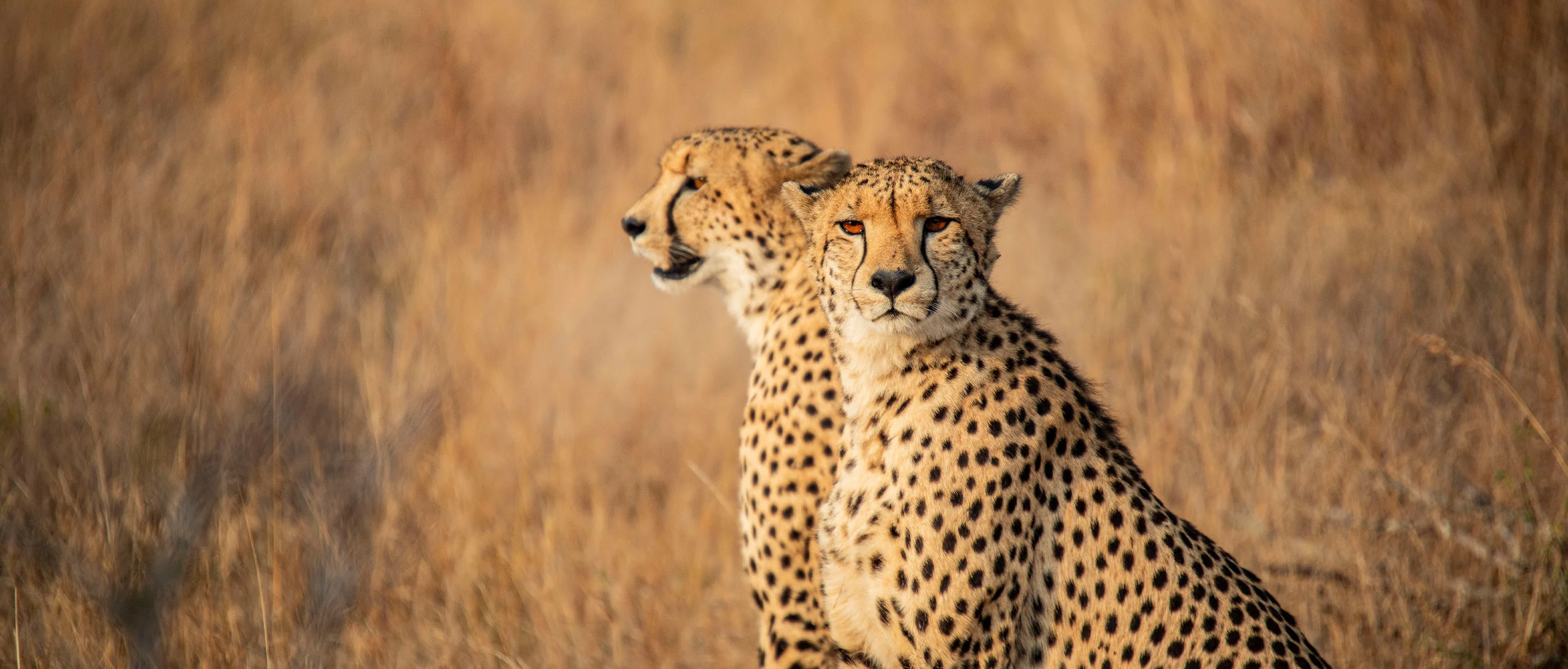 Southern Africa Overland Safari