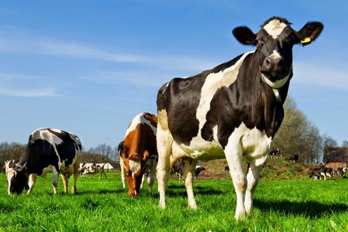 CONFENAGRO afirma estará atenta a las prioridades del sector agropecuario