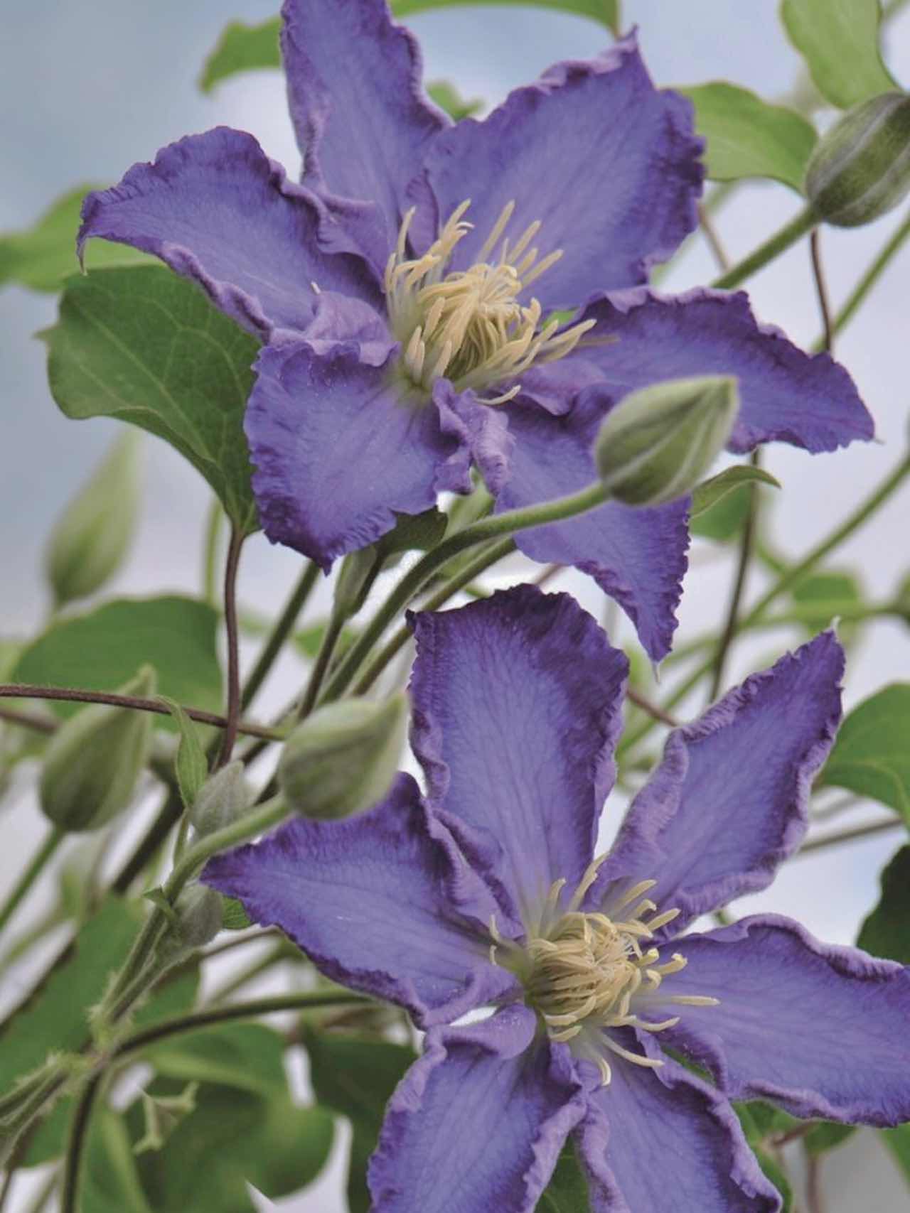 すべて私の計画通り