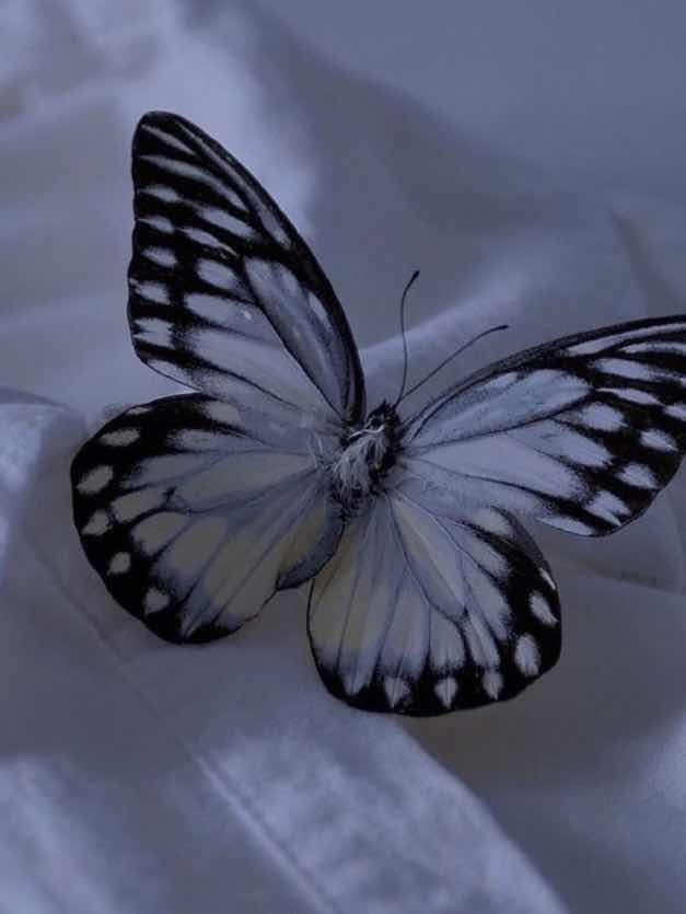 私の気まぐれなお友達