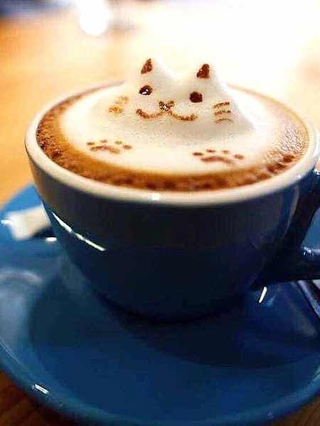 野良猫の憧れの場所𓏲𓎨𖠚ᐝ