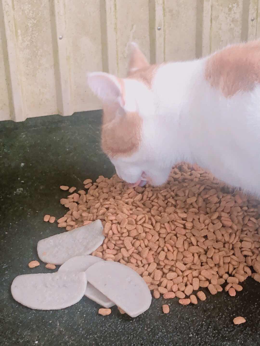 神社で猫とランデヴー