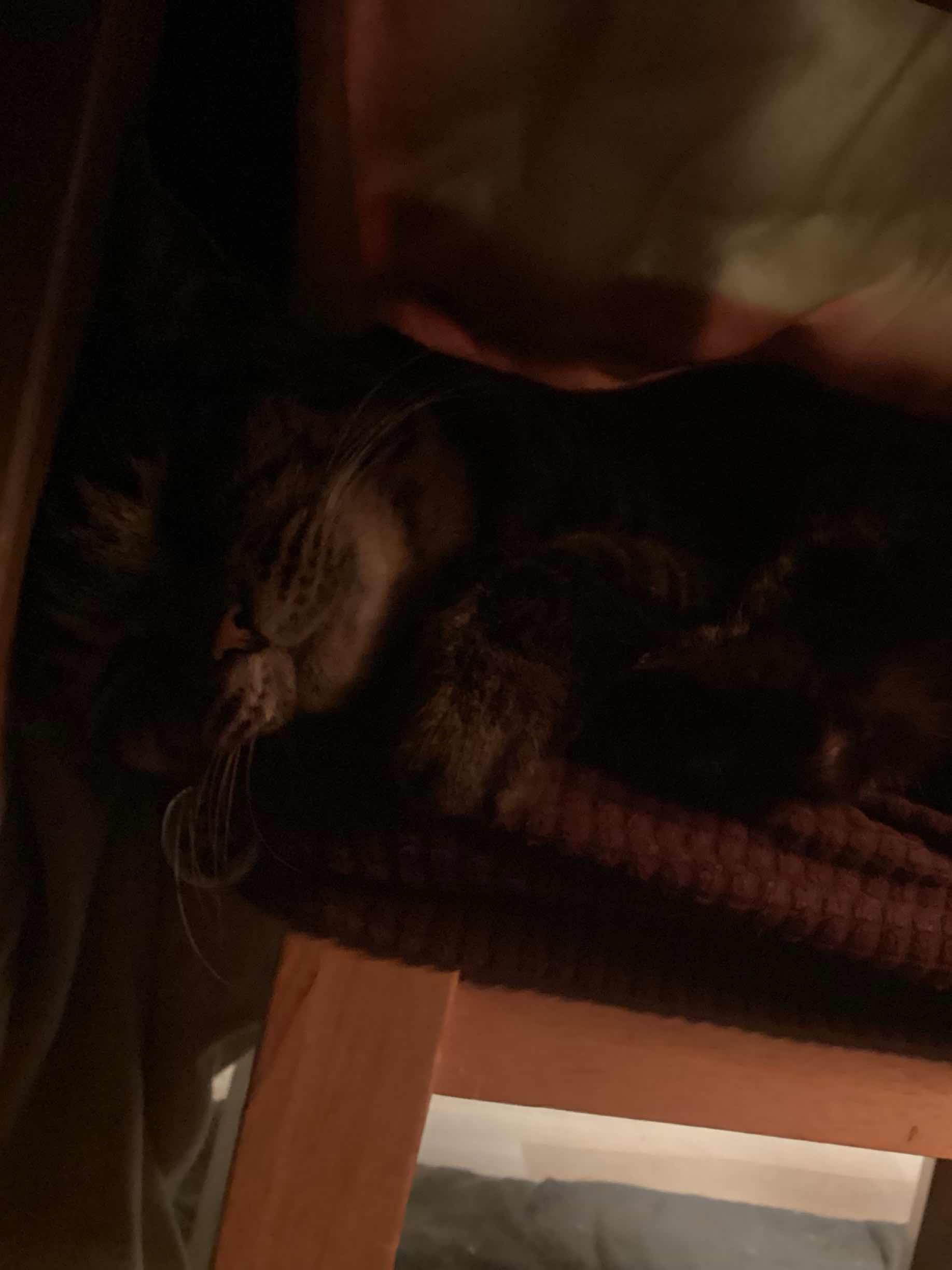 七匹猫の始まりの物語　十一話　